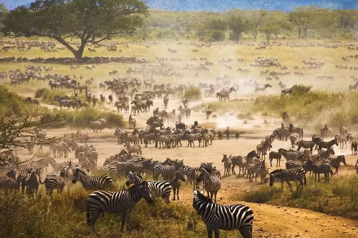 Magical Kenya Safari Tour Packages